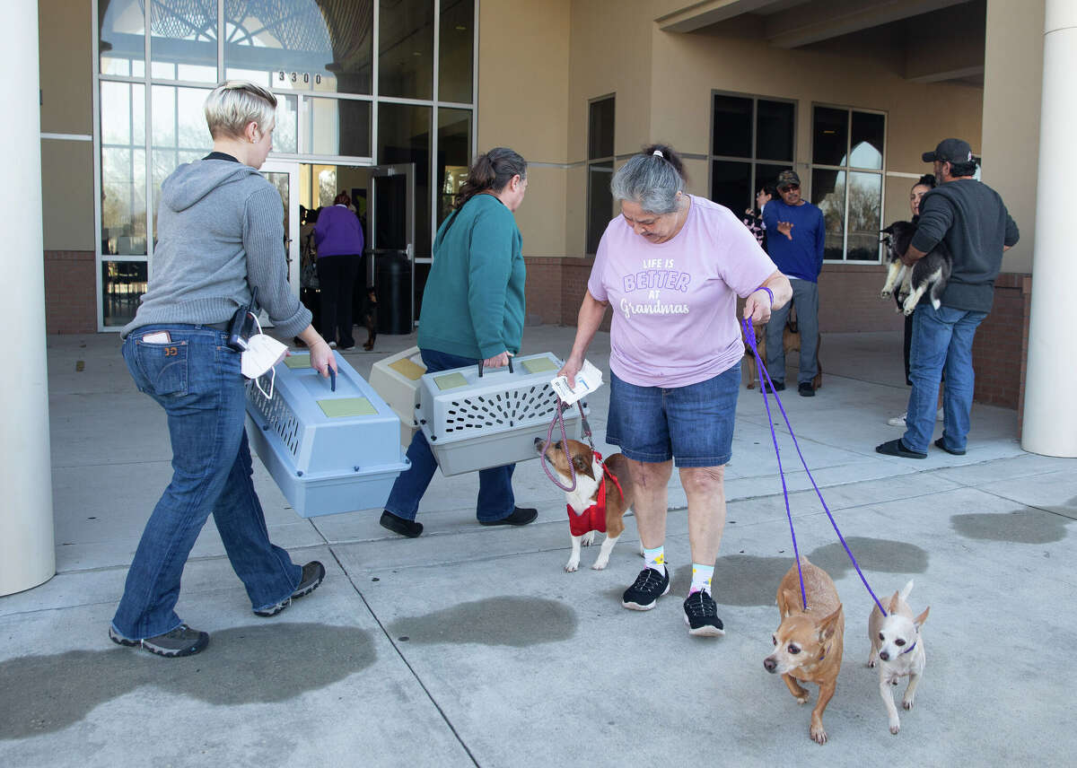 Houston now requires microchips for dogs and cats What to know