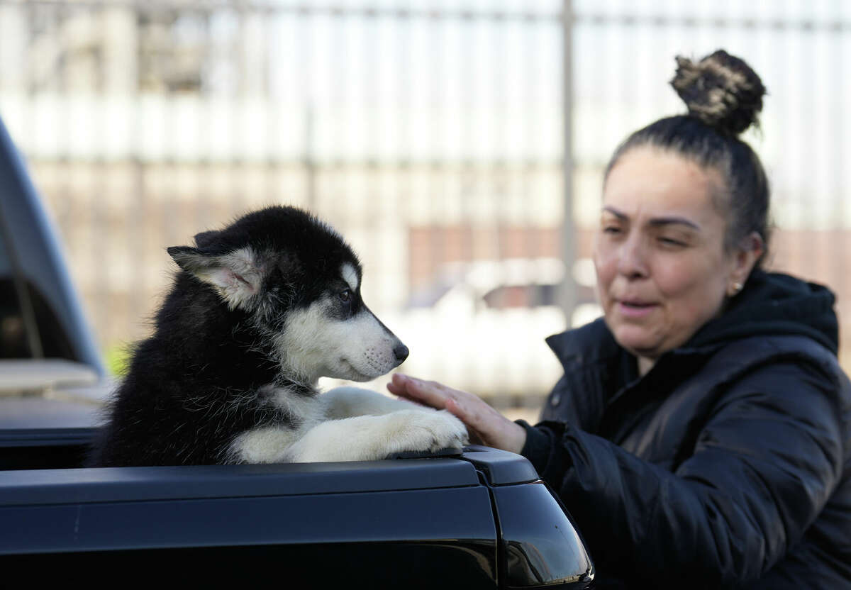 Houston now requires microchips for dogs and cats What to know