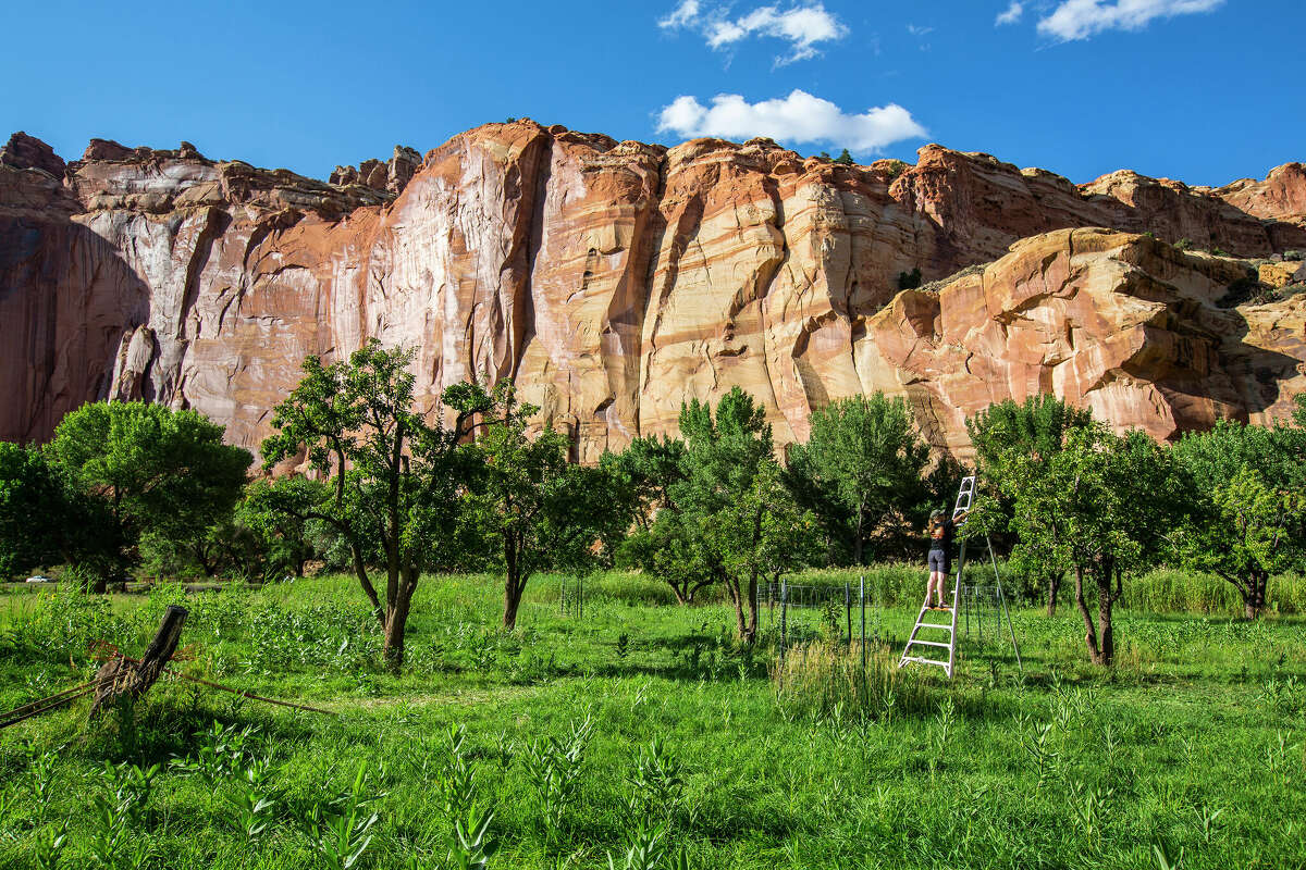 A person picks fruit at the orchard at Capitol Reef National Park near Torrey, Utah. This magical place is the least visited of Utah's five national parks.