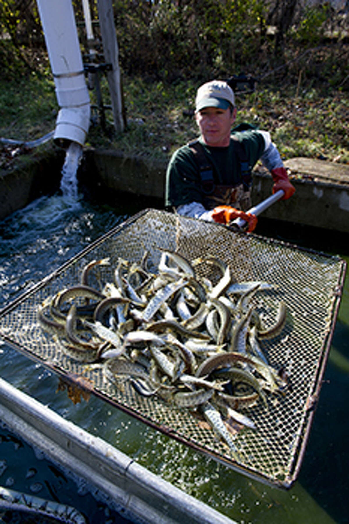 A Michigan Department of Natural Resources staffer holds a mesh screen covered with muskellunge at the Wolf Lake State Fish Hatchery.