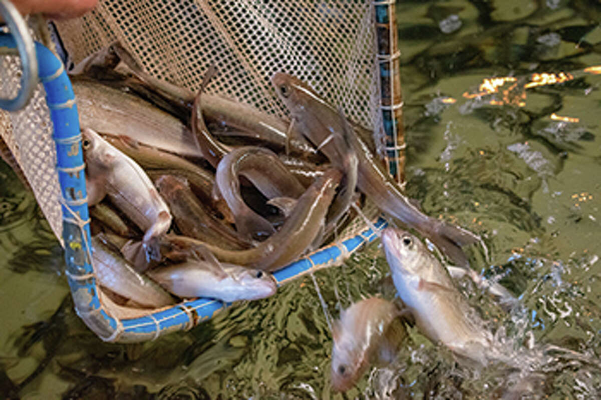 Arctic grayling are being dumped from a net into a hatchery raceway at the Marquette State Fish Hatchery.