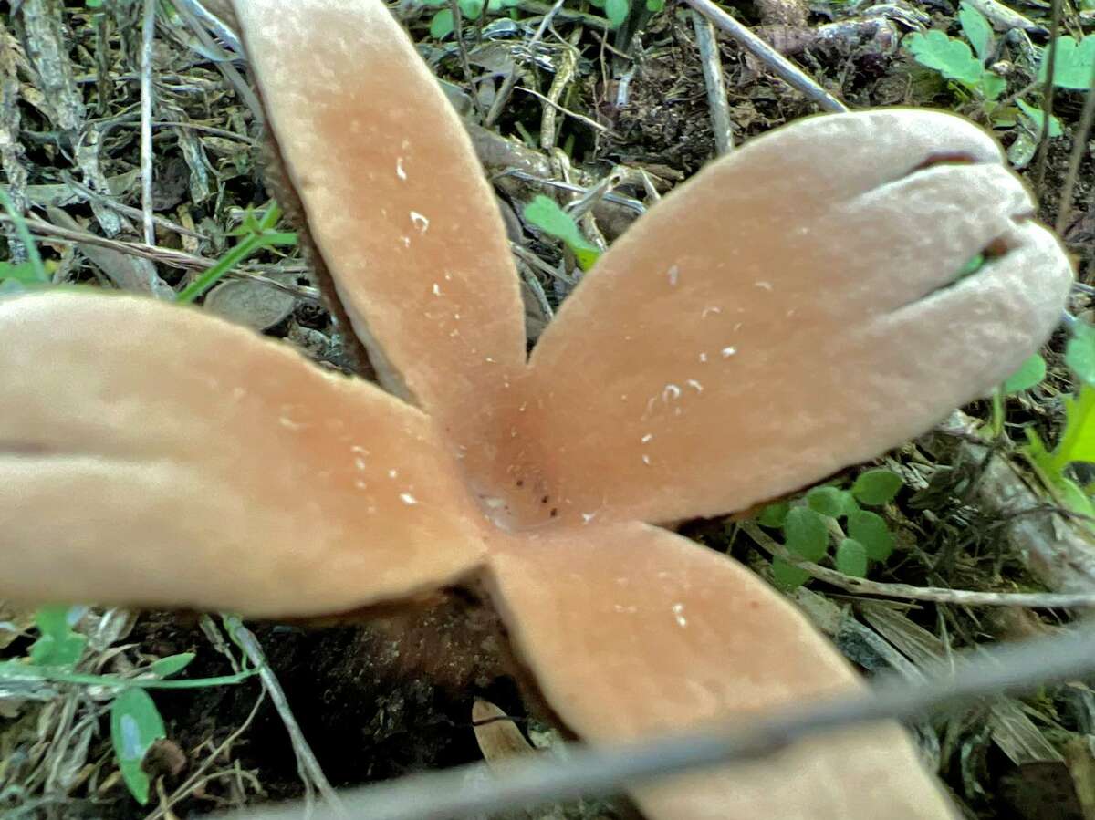 A 'rare' hissing fungus called 'Devil's Cigar' has been spotted at a Texas State Park, according to officials.