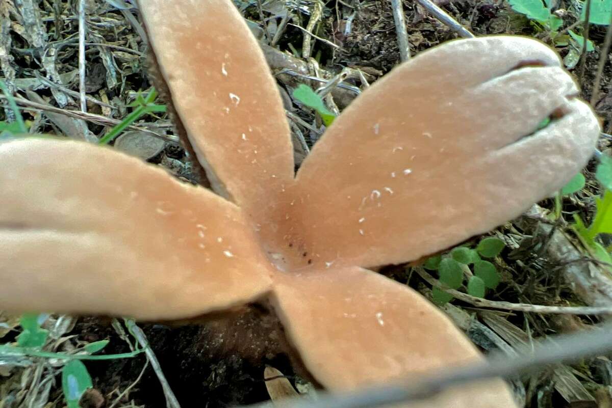 The rare Texas Star mushroom was spotted along a trail on Sunday at Inks Lake State Park, officials said. 