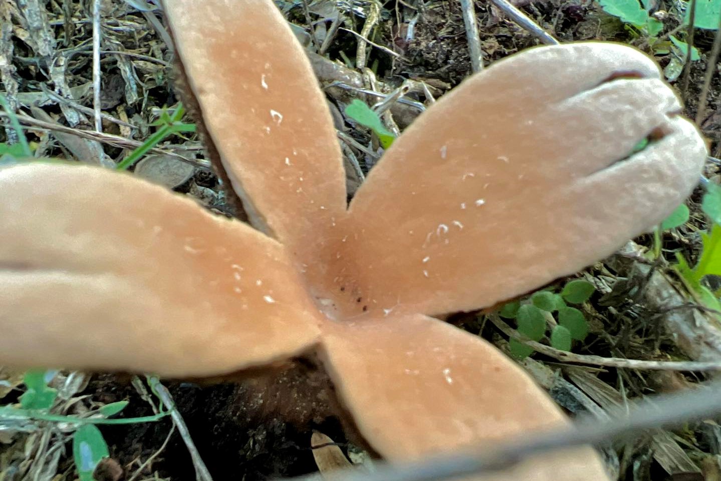 One of world's rarest mushrooms found in Texas state park