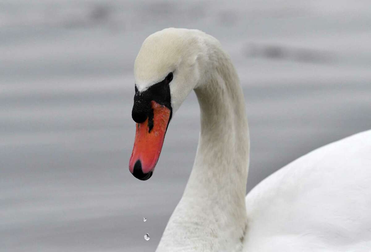 Hudson River water drips from the bill of a large mute swan as it dines on crumbs left by an admirer on Tuesday, Feb. 7, 2023, at the Coeymans Boat Launch in Coymans , N.Y.