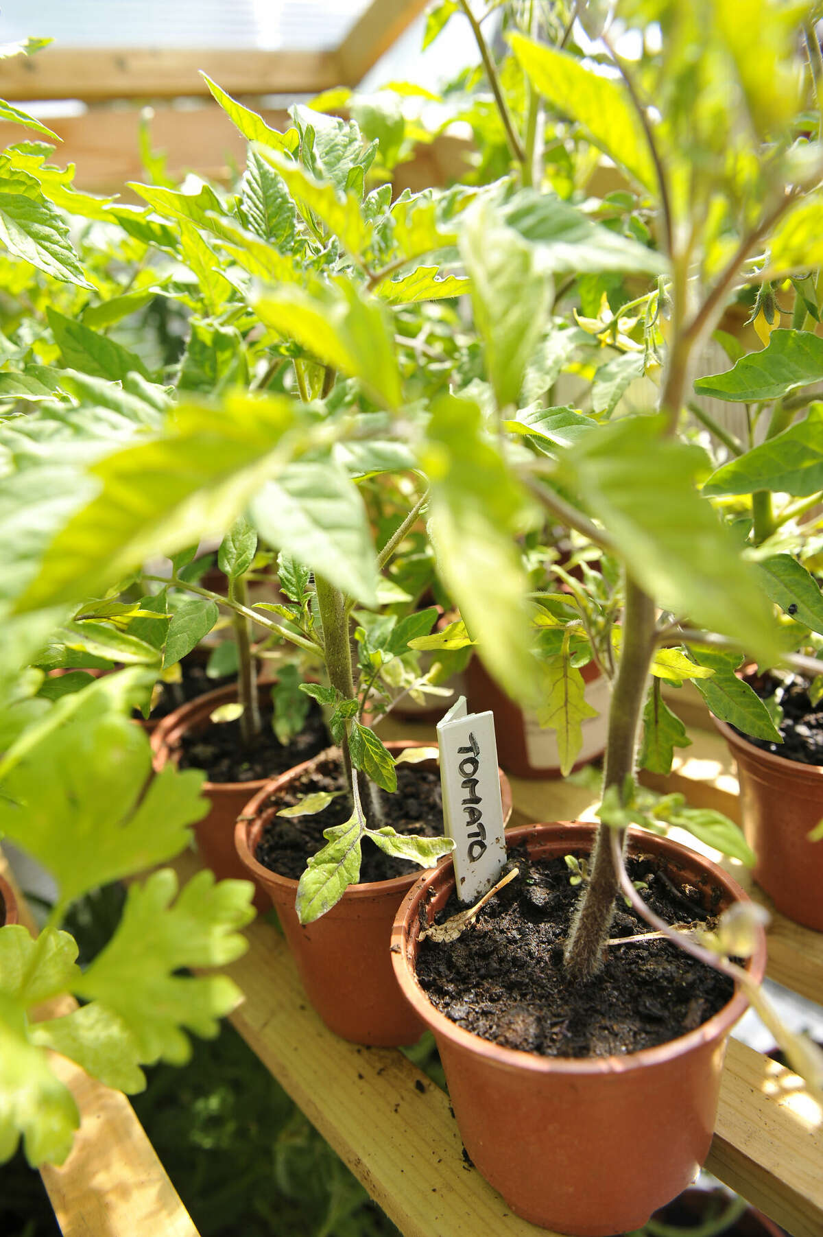 Tomatoes can be potted before being planted in the vegetable garden.