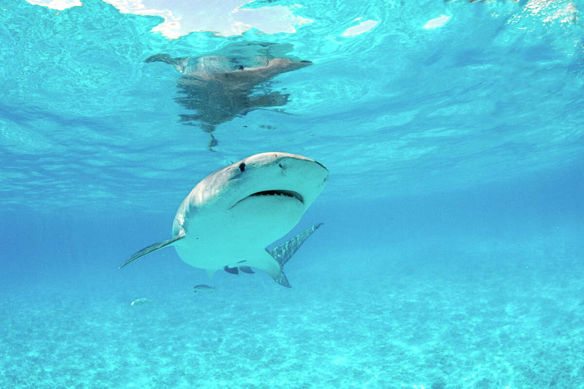 Female tiger sharks reach a length of about 18 feet, while males reach about 12 feet. They are considered one of the most dangerous shark species. 
