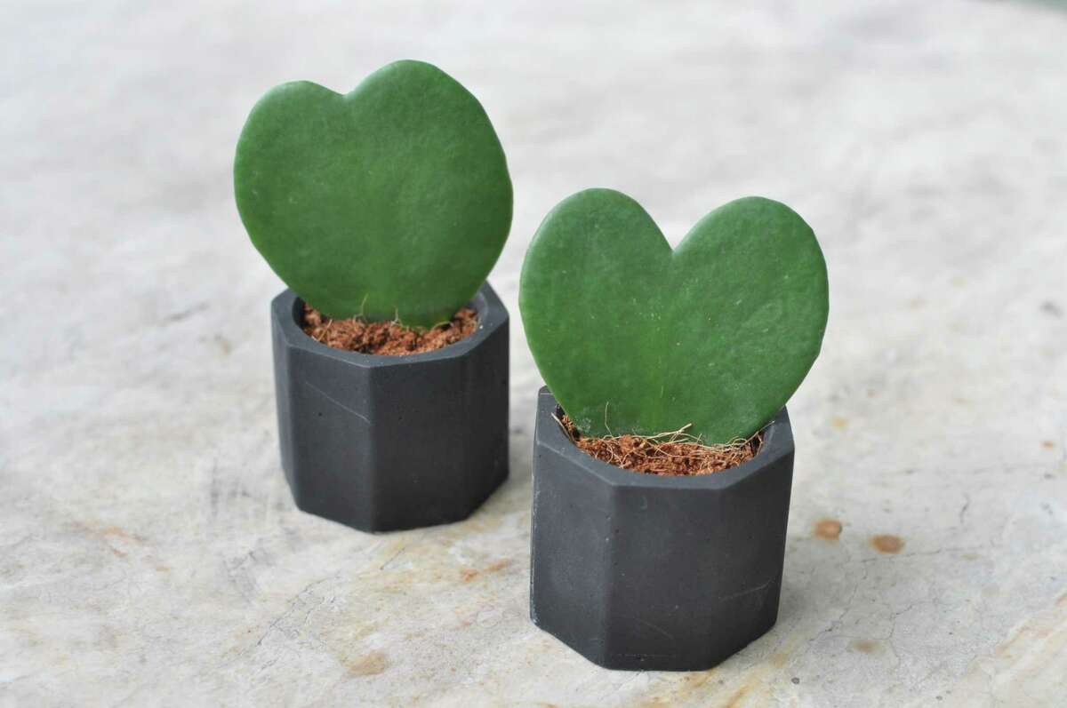 Give a heart in a pot this Valentine’s Day