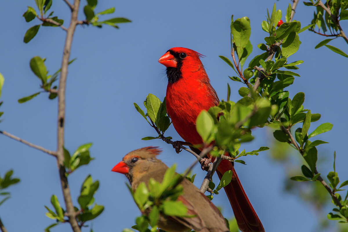 Northern cardinals form pair bonds to ensure propagation of their species. Photo Credit: Kathy Adams Clark. Restricted use.