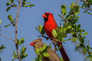 Cardinals are lovebirds that usually mate for life
