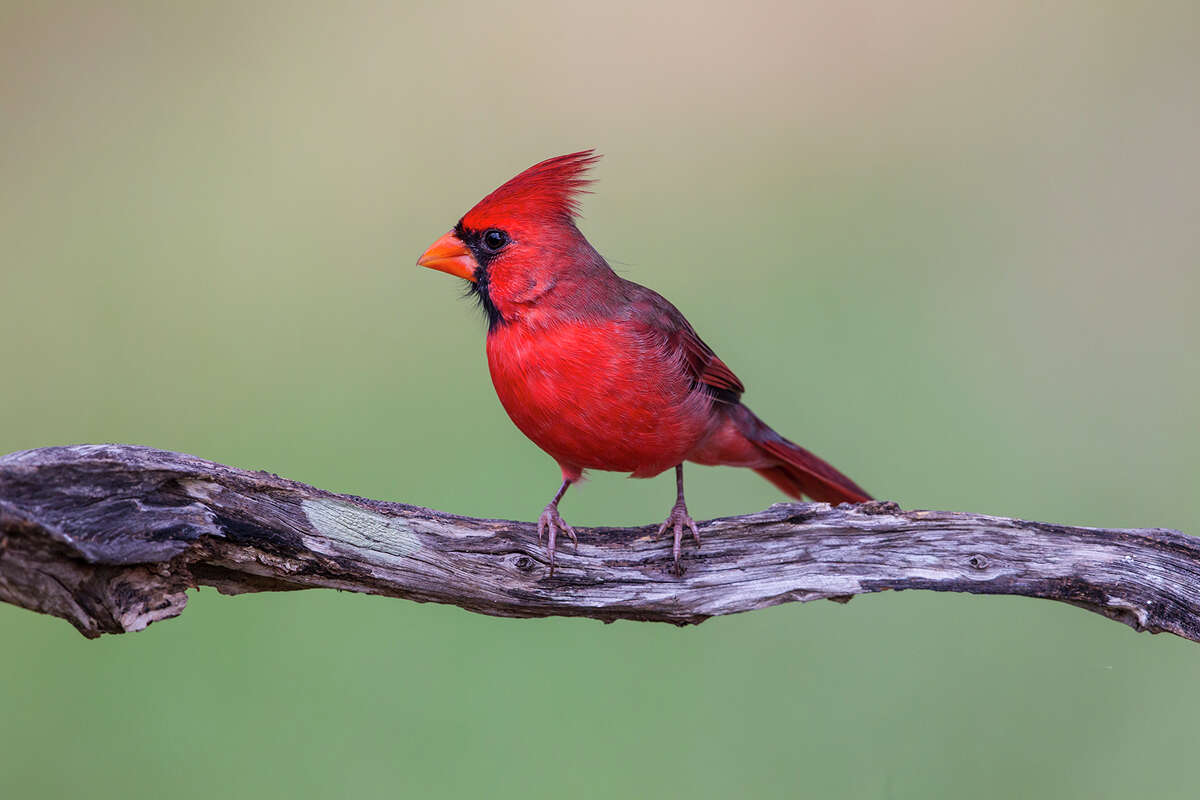 Male northern cardinals are named for their bright red plumage resembling the red robes worn by Cardinals in the Roman Catholic Church. Photo Credit: Kathy Adams Clark. Restricted use.