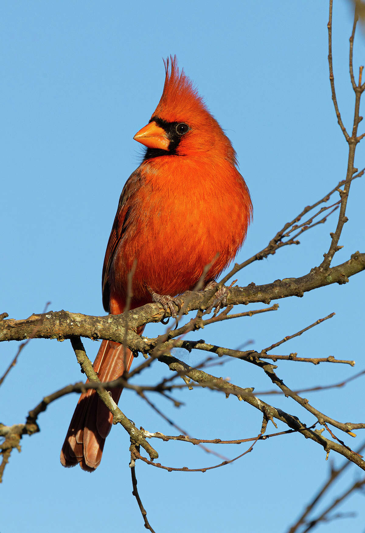 Male northern cardinals are frequently seen on Valentine's Day cards as a symbol of love and romance. Photo Credit: Kathy Adams Clark. Restricted use.