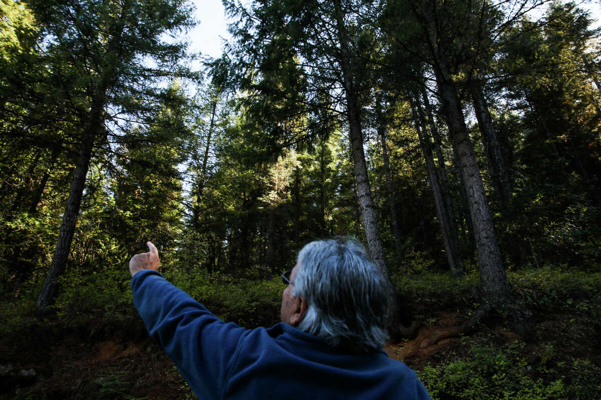 75年,约翰•希恩看着白冷杉,杰克松和道格拉斯冷杉,站在他2021年在昆西(普卢默斯县)。一份来自美国林务局发现,杉树在加州正在以惊人的速度死亡。