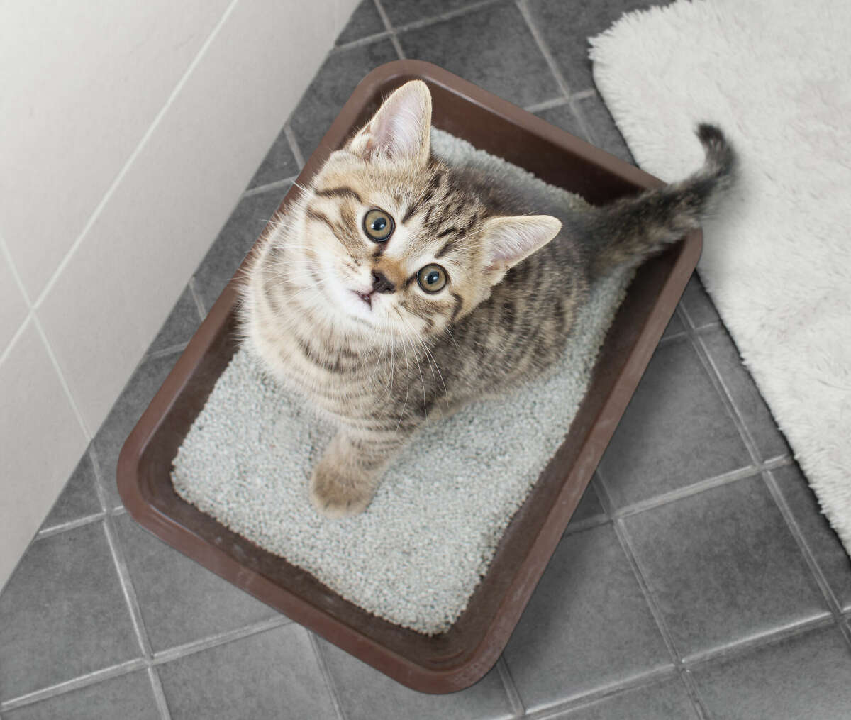 Cat top view sitting in litter box in bathroom