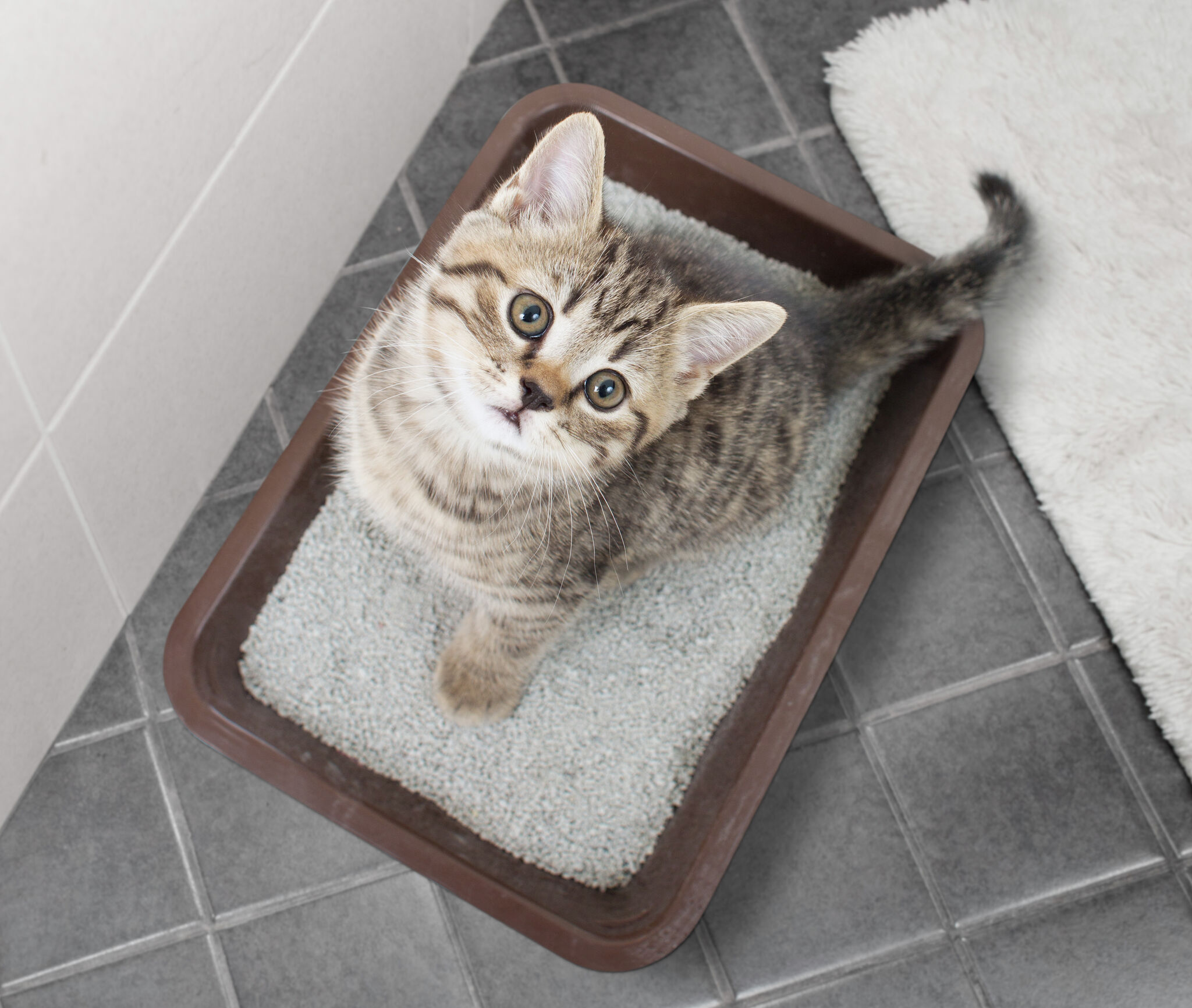 Put your ex's name in a litter box for Valentine's Day in Ohio