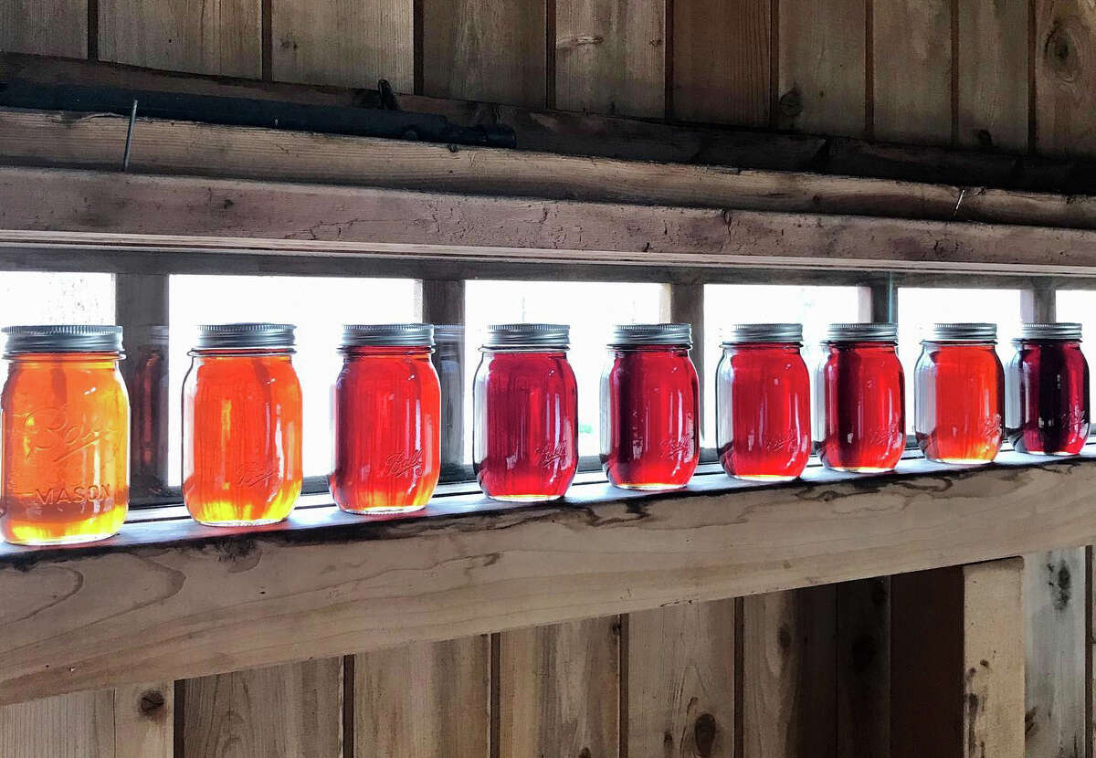 Maple sugaring time in CT 'Crazy' weather may affect yield