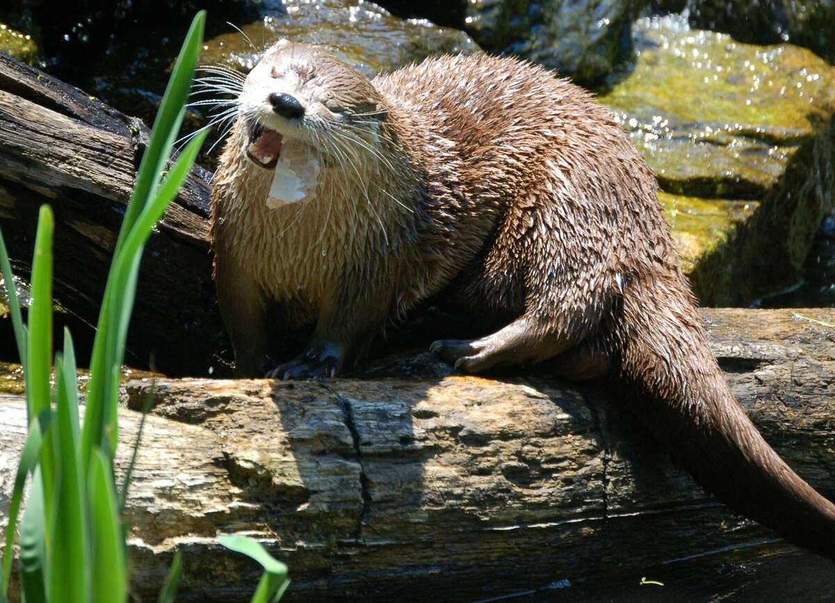 Bert, a North American river otter that was about 20 years old, died Feb. 4, 2022 after living at the Stamford Museum and Nature Center since 2008.