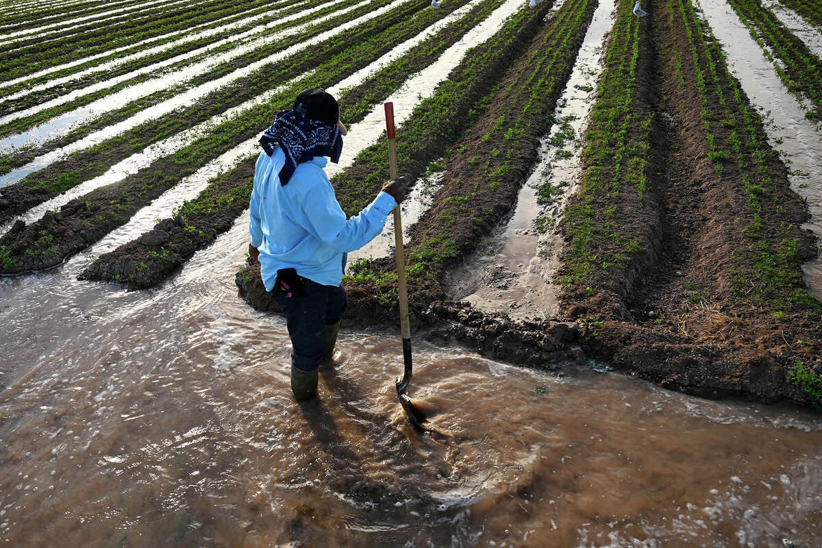 relationship Farmhand Adrian Gonzalez irrigates a field of newly planted alfalfa on December 29, 2022 in Calipatria, California.