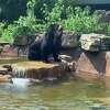 Ben, an Andean bear, at the Saint Louis Zoo, briefly escaped his exhibit Tuesday morning. The Zoo confirmed the incident Wednesday.