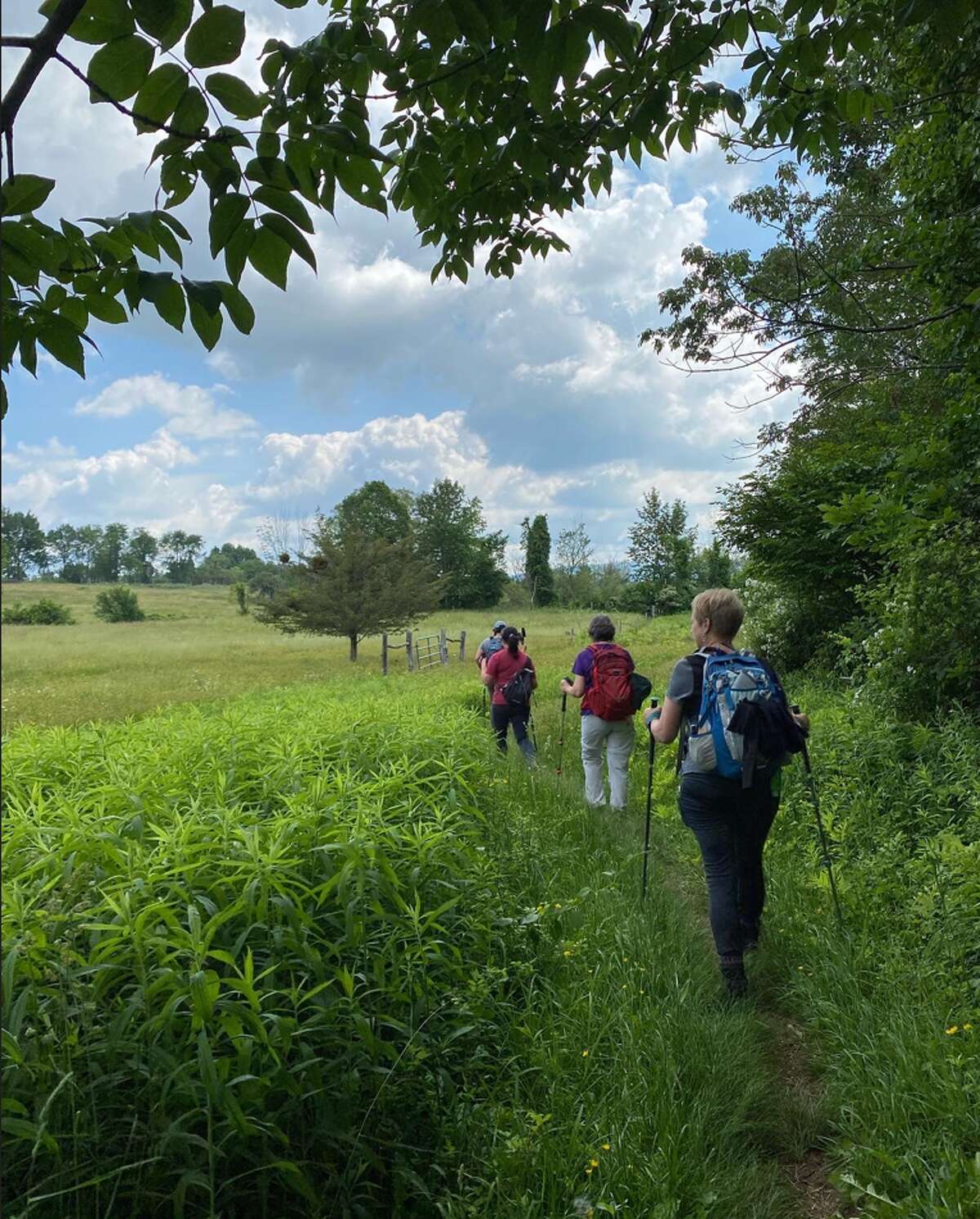 Berkshire Camino’s multi-day journeys are geared toward women 50 and up. Pictured, hikers walk through a meadow during a multi-day hike.