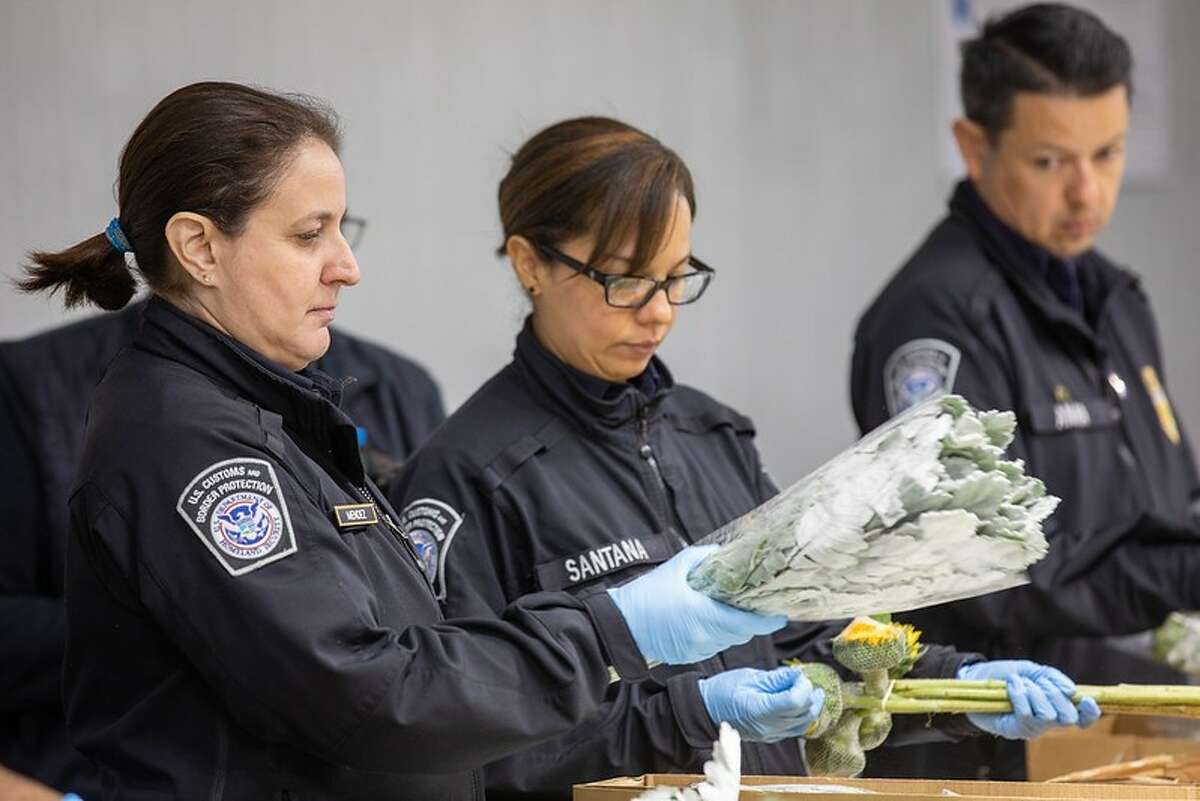 U.S. Customs and Border Protection agriculture specialists are seen inspecting floral shipment.