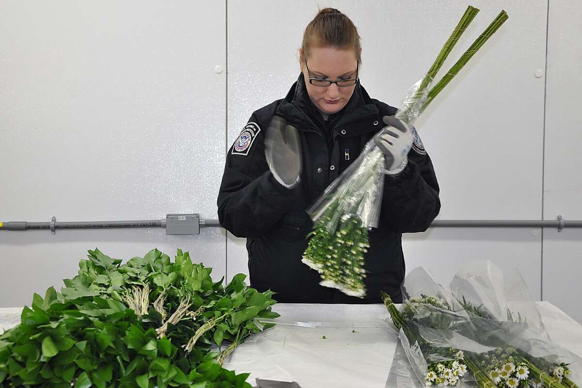 A U.S. Customs and Border Protection agriculture specialist is seen inspecting floral shipment.