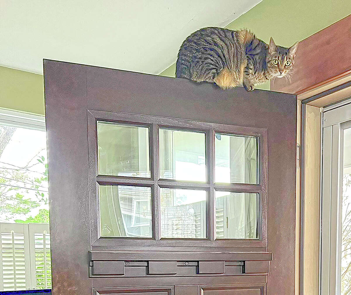 A cat is perched on top of a door. Because cats have exceptional agility and climbing skills, it can be difficult, if not impossible, to place plants and other items out of their reach.