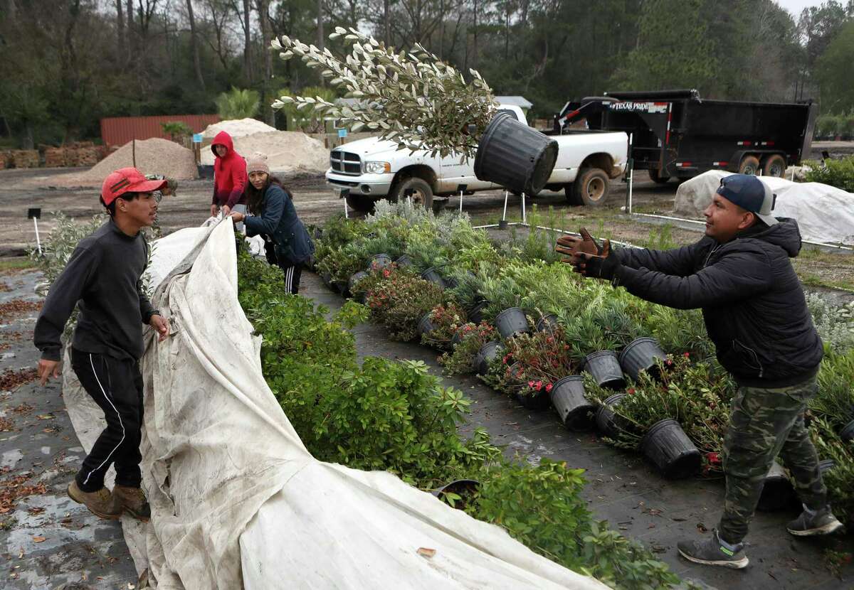 Antonio Iglesias, left, tosses a plant to Ivan Albiter as workers gather plants to be covered under plastic sheets at 1314 Landscape Solutions and Nursery Thursday, Dec. 22, 2022, in Conroe. Horticulture expert Michael Potter said don’t be fooled by the calendar, cold weather bursts can still occur.