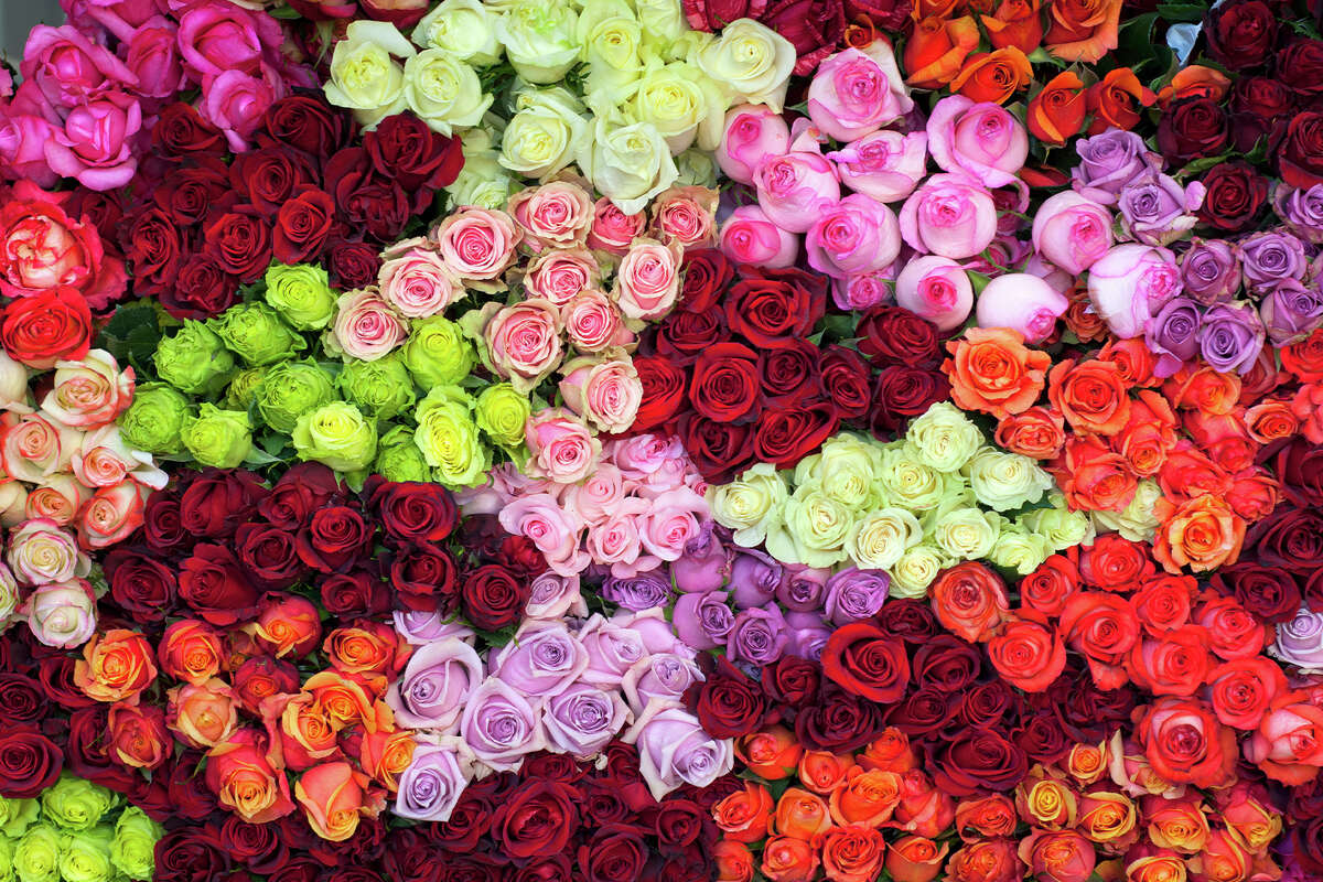 Amazon roses are only 25 for 24 just in time for Valentine's Day