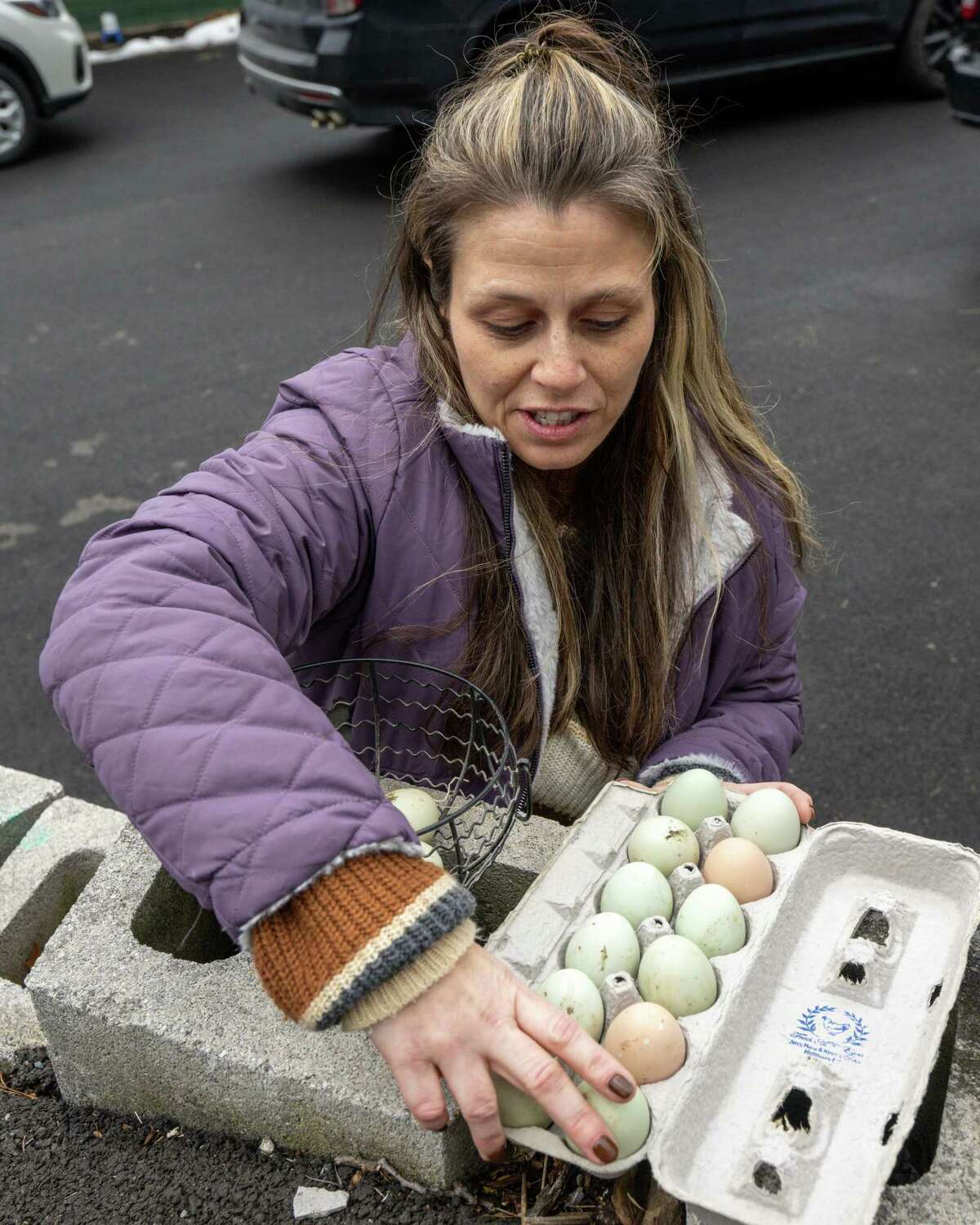 Halfmoon to hold hearing on allowing backyard hens