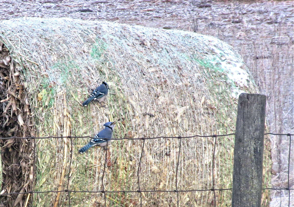 Two blue jays feed on bits of corn in stalk bales on a rural Greenfield farm.