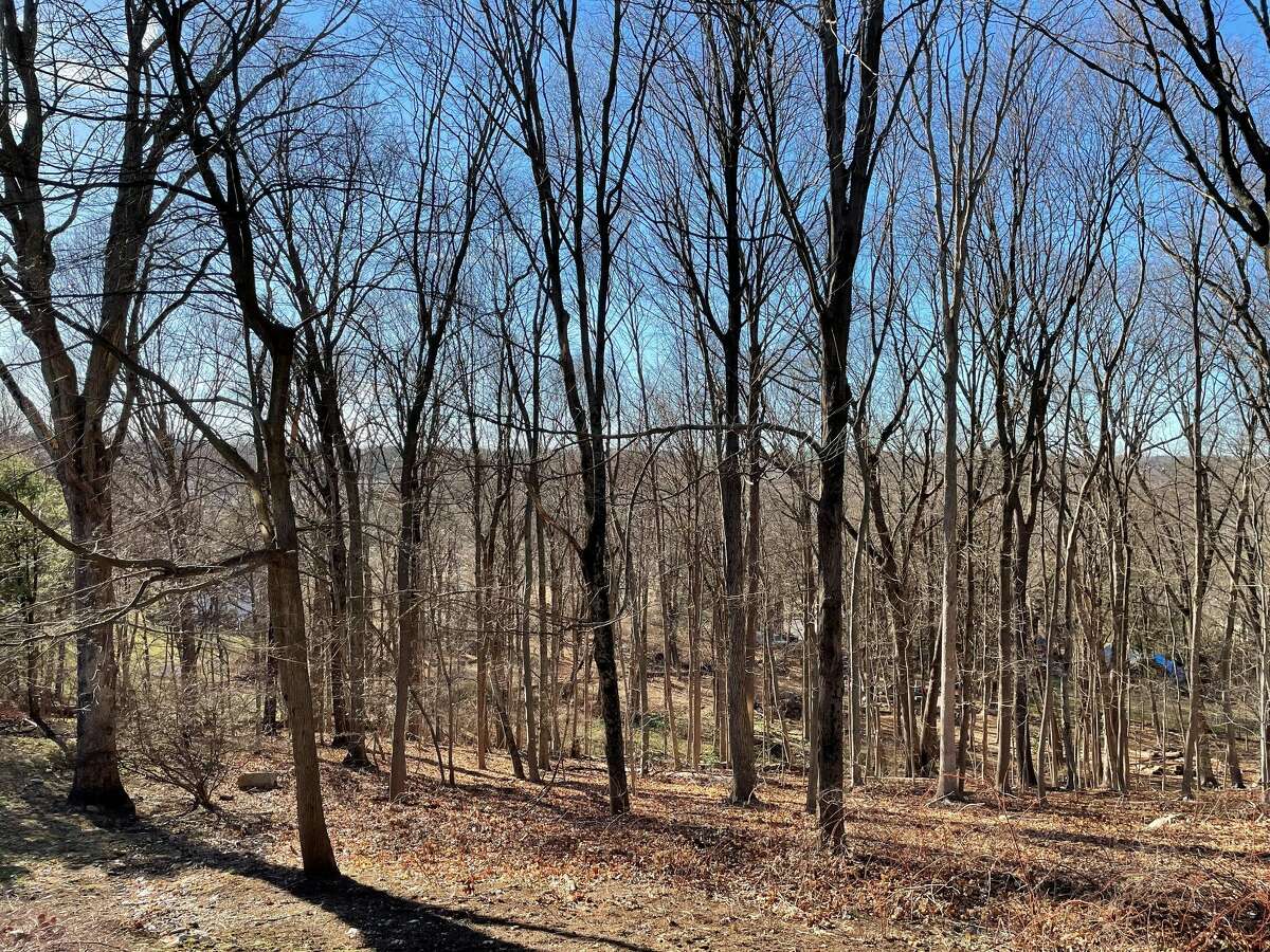 The woods in Glen Alexander, a 1.2 acre piece of land donated by Richard and Kim Alexander to the Darien Land Trust.