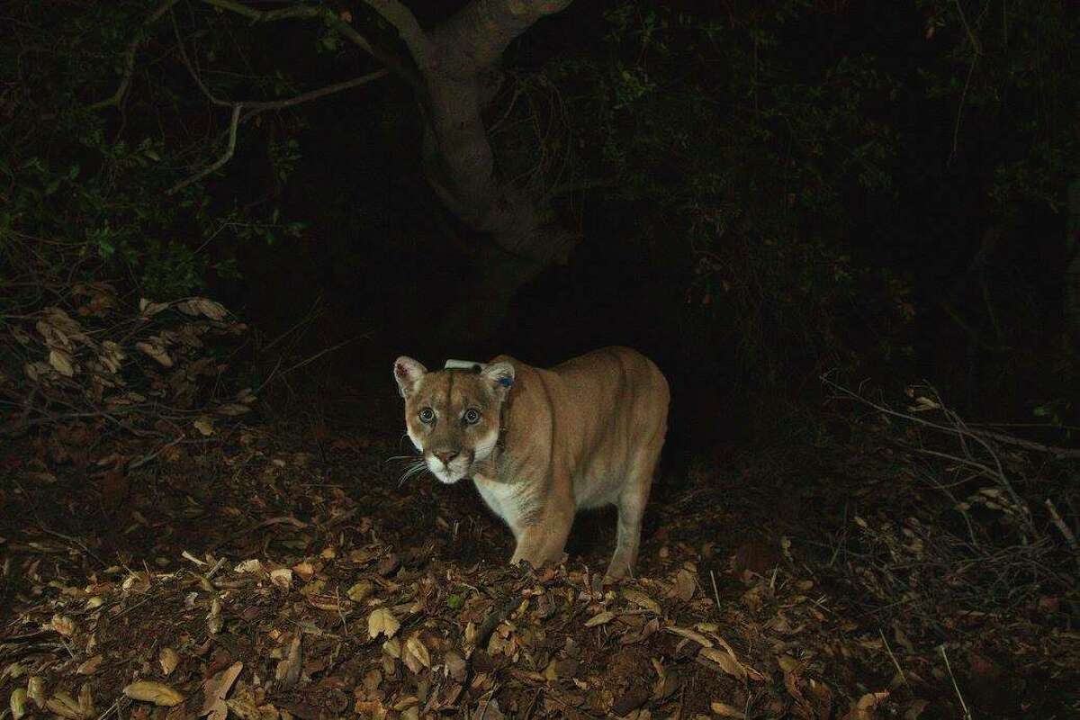 P-22, a mountain lion frequently sighted in Los Angeles, died in late 2022 following injuries from being hit by a car. UC Davis researchers said that Interstate 280 in the Bay Area is the deadliest road for mountain lions.