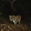 P-22, a mountain lion frequently sighted in Los Angeles, died in late 2022 following injuries from being hit by a car. UC Davis researchers said that Interstate 280 in the Bay Area is the deadliest road for mountain lions.