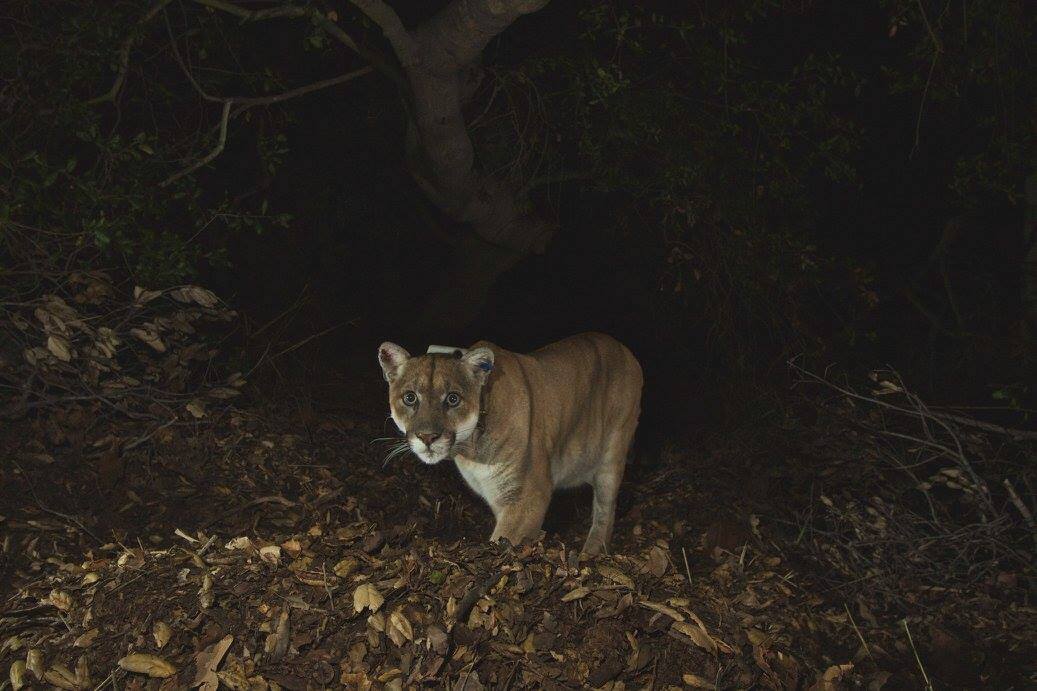 Bay Area highway is the deadliest road in California for one type of animal