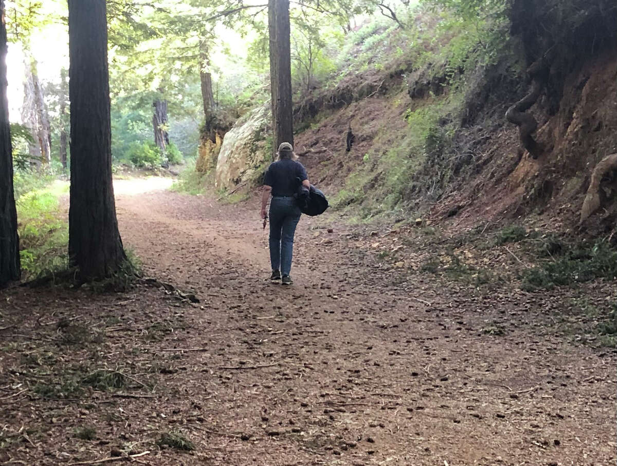 A hike on Mount Tamalpais offers a respite from city stress. 