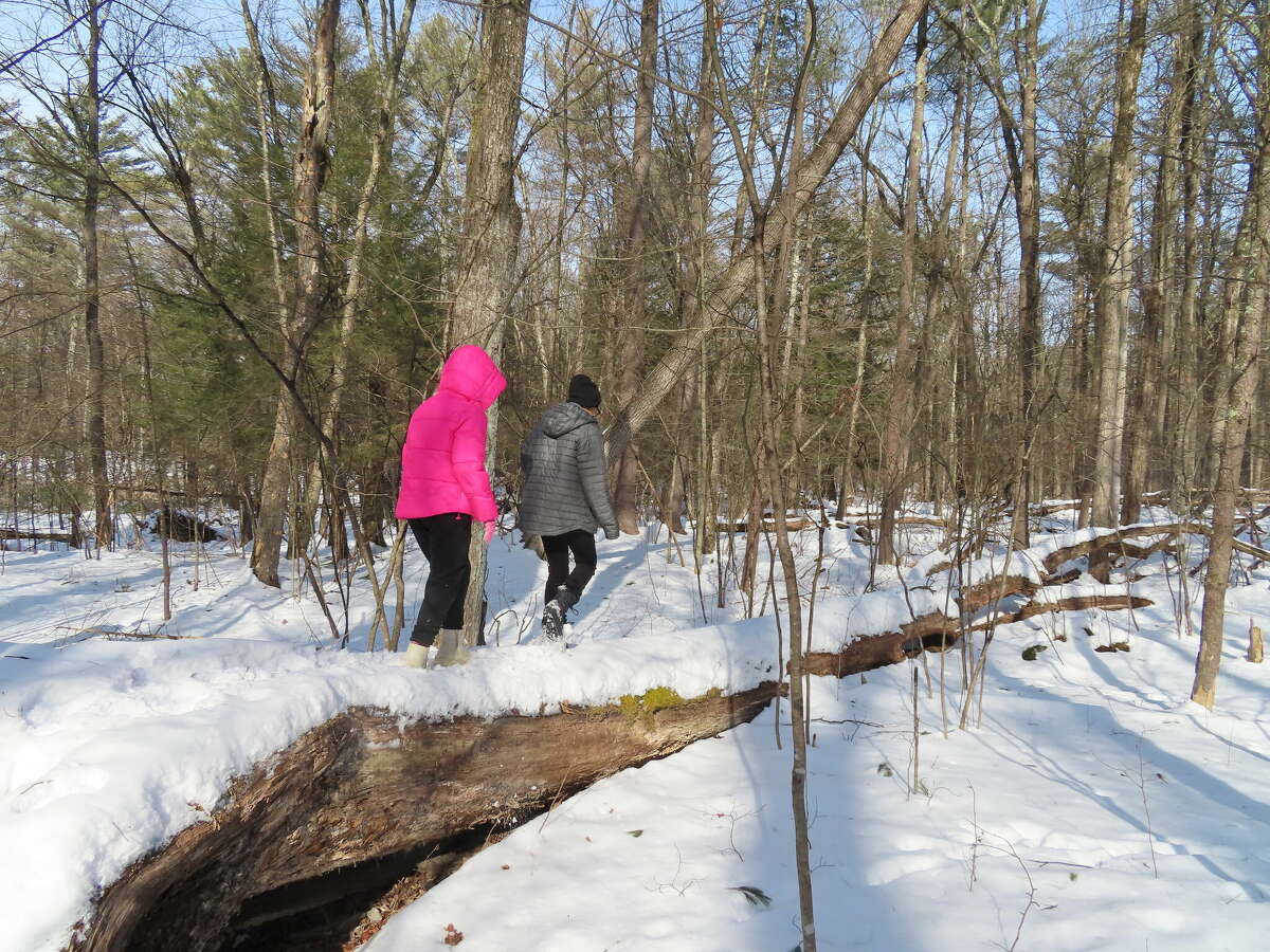 A snow-covered log becomes a balance beam for kids at Woods Hollow Nature Preserve in Milton.