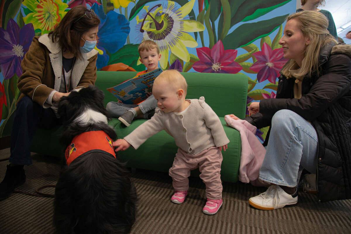 Quinn Norberg, 14 months, of Ridgefield greets Mitsu as kids read to dogs at the WIlton Library on Saturday, Feb. 11, 2023, as part of a program to support reading. 