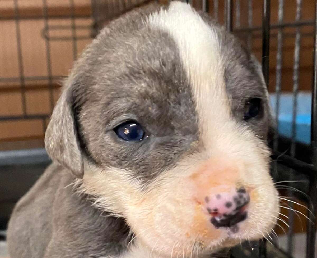 Houston-based Rescue Texas was busy with eight puppies, one seen pictured above, Friday after a Liberty County man found them in an old cooler floating in a pond Thursday.