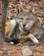 Bridgeport's Beardsley Zoo welcomes endangered red wolf