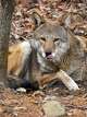 Bridgeport's Beardsley Zoo welcomes endangered red wolf
