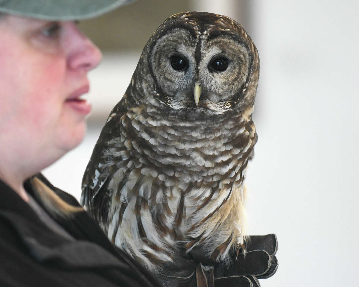 Lisa Monachelli, the Director of Education at the Stamford Museum and Nature Center, shows a live barred owl during the SuperbOWL Sunday program at Stamford Museum & Nature Center in Stamford, Conn. Sunday, Feb. 12, 2023. Children learned about the different species of owls that call Connecticut home and met a live barred owl.