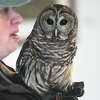 Lisa Monachelli, the Director of Education at the Stamford Museum and Nature Center, shows a live barred owl during the SuperbOWL Sunday program at Stamford Museum & Nature Center in Stamford, Conn. Sunday, Feb. 12, 2023. Children learned about the different species of owls that call Connecticut home and met a live barred owl.