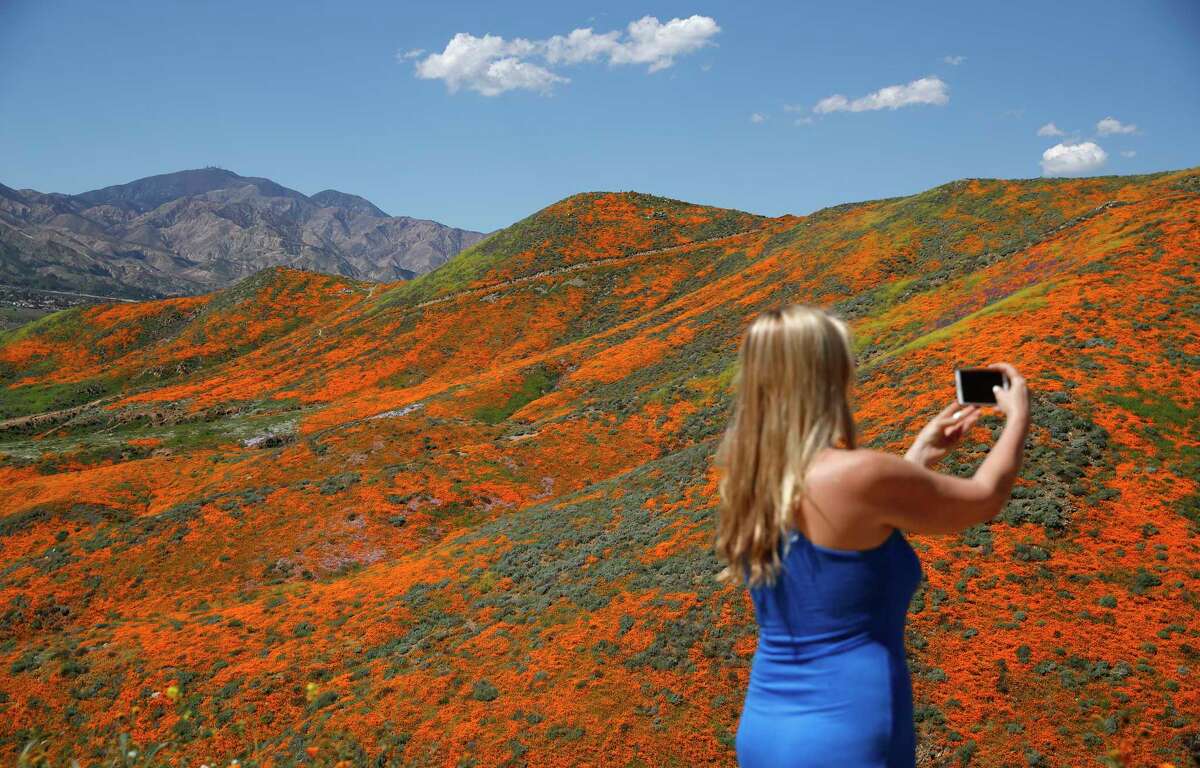 Renee LeGrand of Foothill Ranch, Calif., takes a picture among wildflowers in bloom on March 18, 2019, in Lake Elsinore, Calif. 