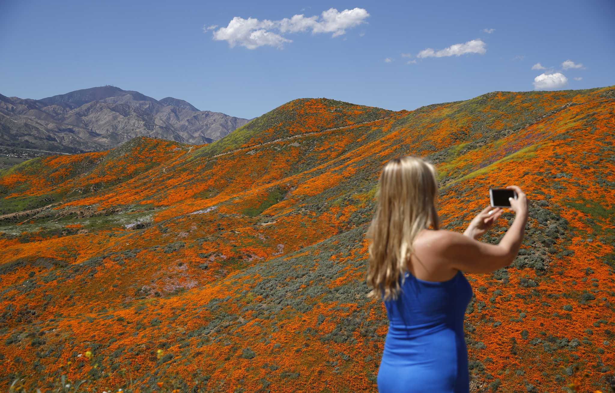 When will the wildflower super bloom happen in the California desert?