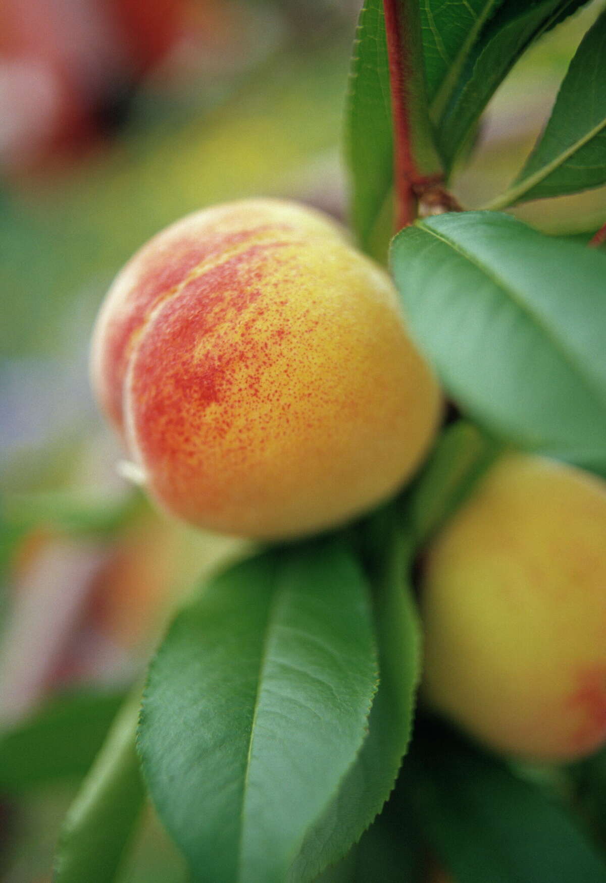 Consider adding a peach tree to your backyard this spring.