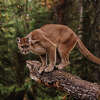 Officials at the San Marcos Parks and Recreation Department are warning others and to the community surrounding them about potential mountain lions in the area.