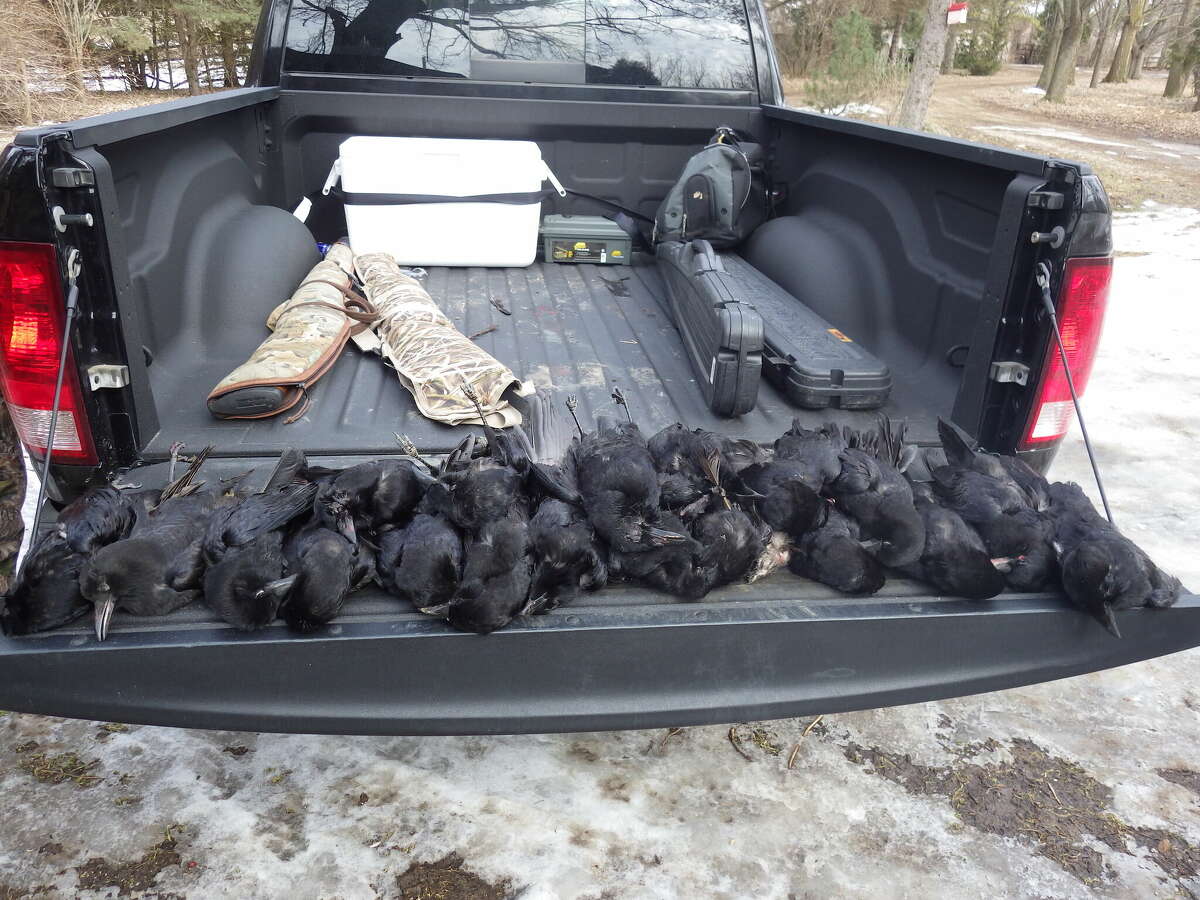 A tailgate full of dead crows is a sign of a successful crow hunt. These crows were taken last March.