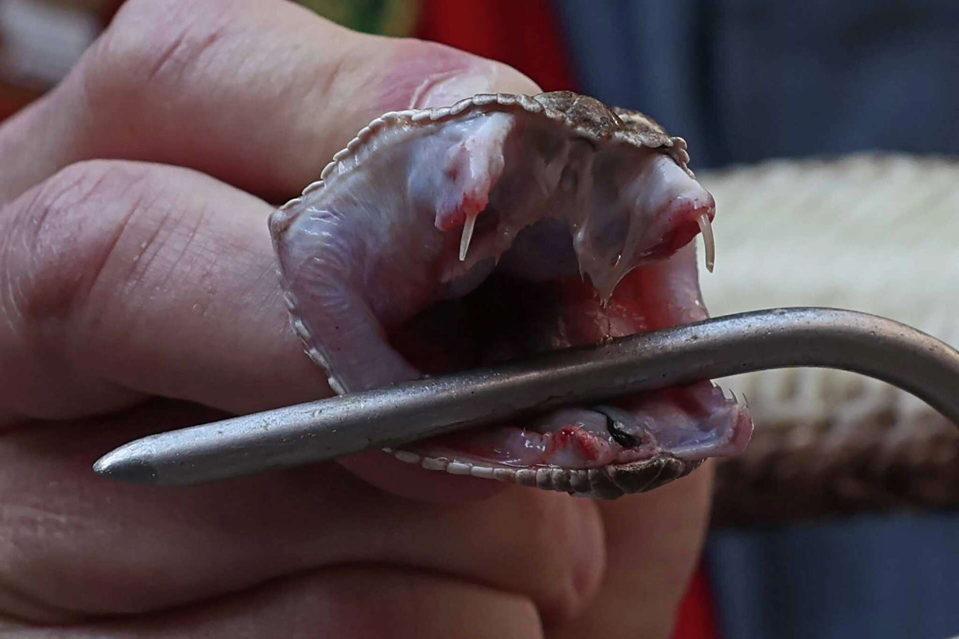 Austin Rattle Snakes Texas Capitol Snake Week brings rattlesnakes to Austin for 28th year