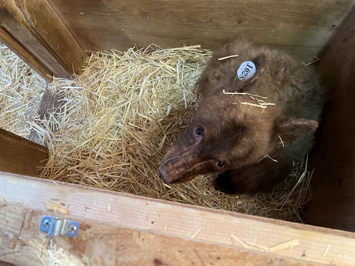 This young black bear escaped from a wildlife facility in South Lake Tahoe late last week. 
